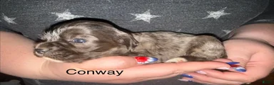 Conway