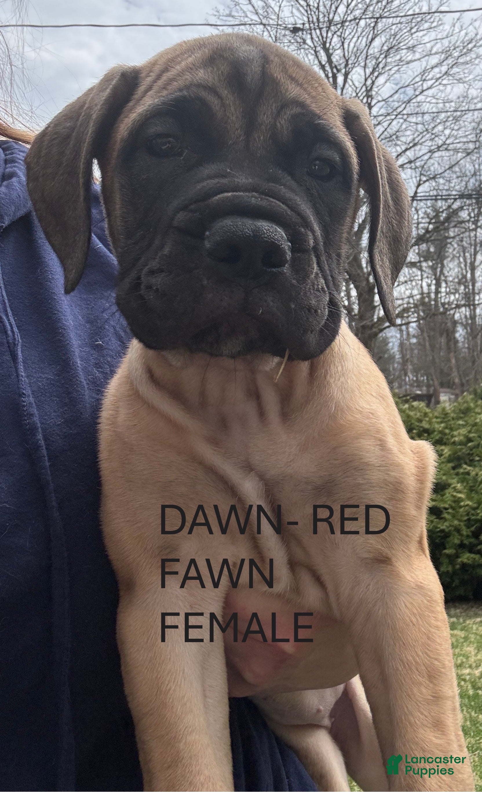 Bullmastiff dogs Red Dawn - Ad 6