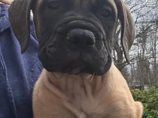 Bullmastiff dogs Red Dawn - Ad 6