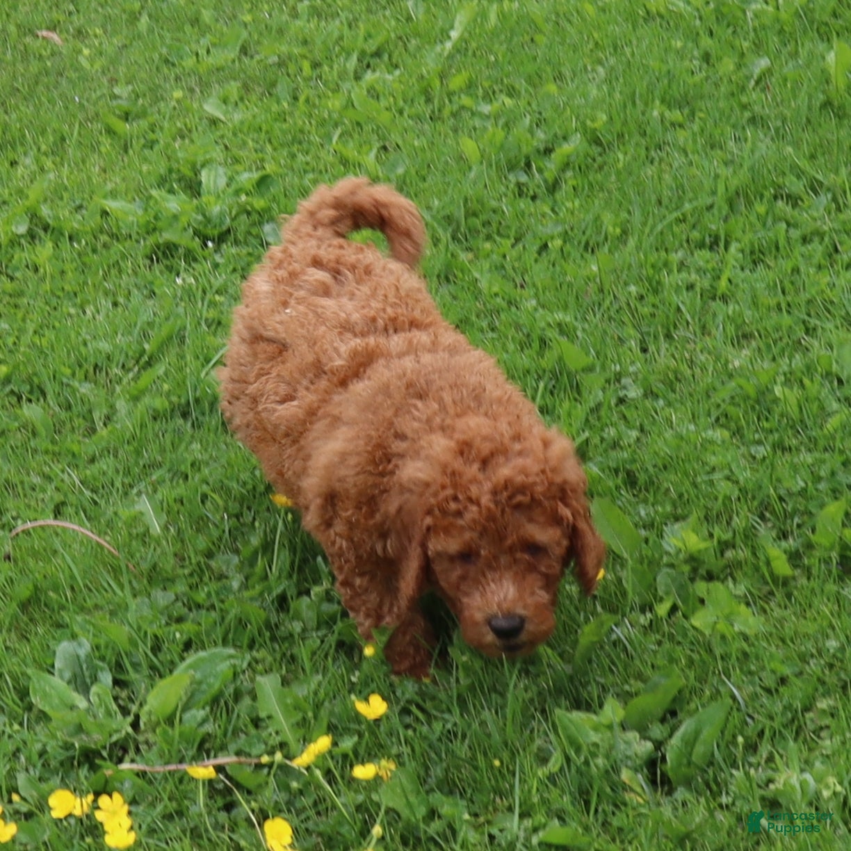 Mini Goldendoodle dogs Tommy - Ad 2