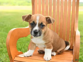 Jug dogs for sale: Kieran - Ad 1