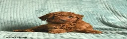 Toy Poodle dogs for sale: Fluffy  - Ad 2
