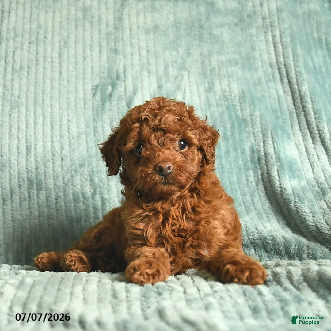 Toy Poodle dogs for sale: Fluffy  - Ad 2