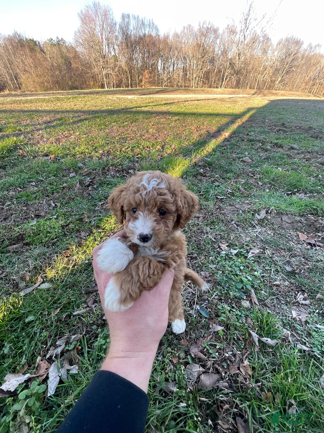 Mini Goldendoodle dogs for sale: Bryan (mini goldendoodle) - Ad 2