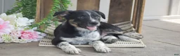 Mixed Breed dogs for sale: Blake - Ad 3