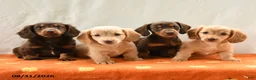 Miniature Dachshund dogs for sale: Max - Ad 3