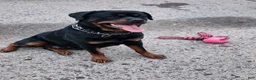 Rottweiler dogs for sale: Rottweiler Puppy 1 - Ad 3