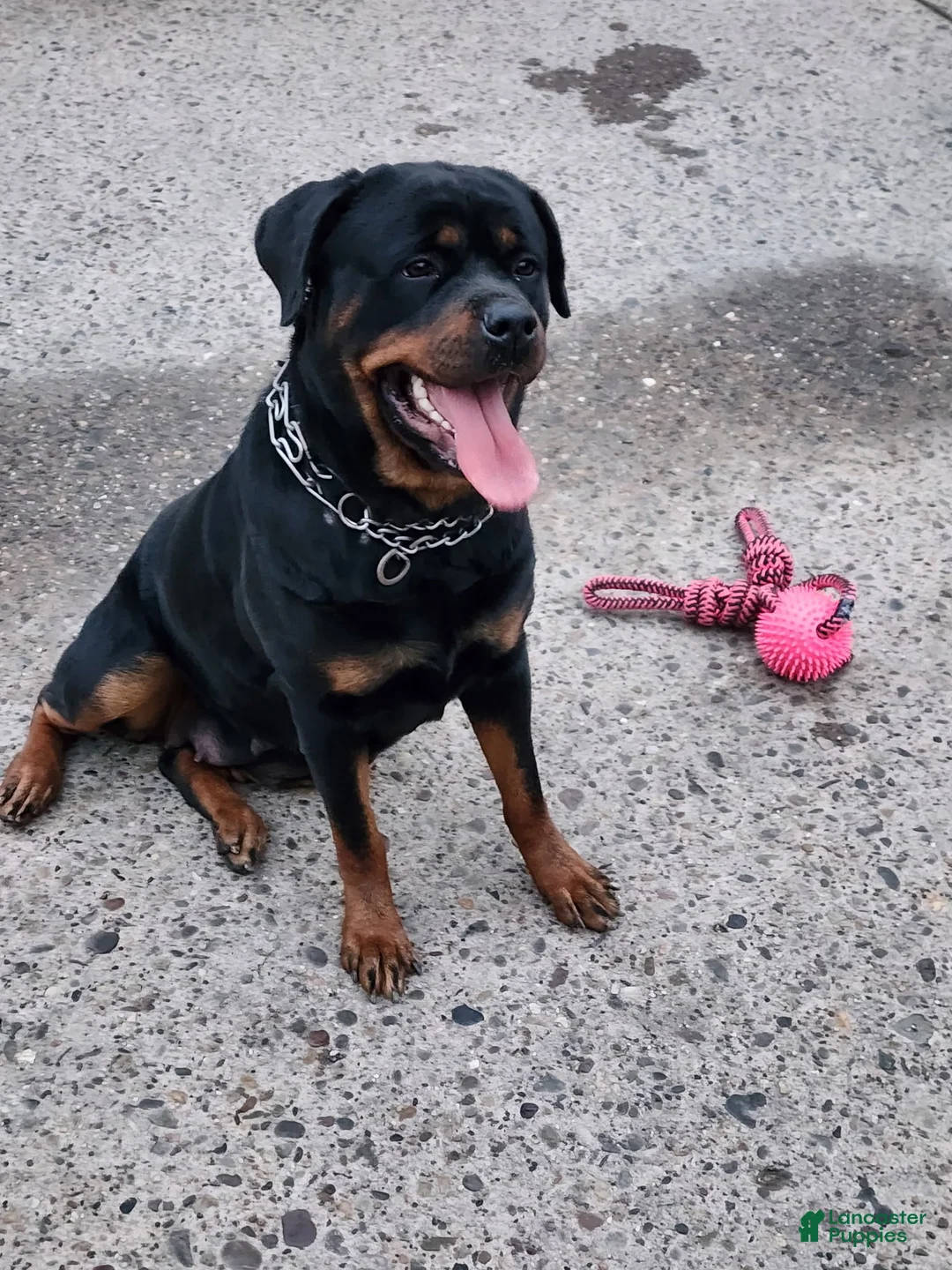 Rottweiler dogs for sale: Rottweiler Puppy 1 - Ad 1