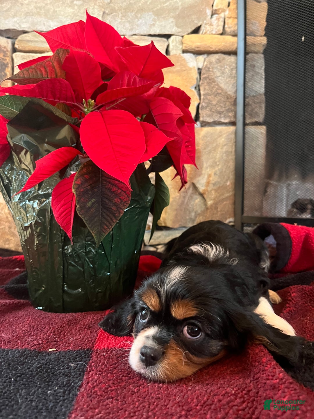 Cavalier King Charles Spaniel dogs for sale: Bailey - Ad 1