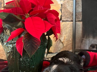 Cavalier King Charles Spaniel dogs for sale: Bailey - Ad 1