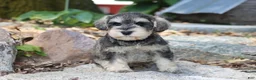 Miniature Schnauzer dogs for sale: Twister - Ad 6