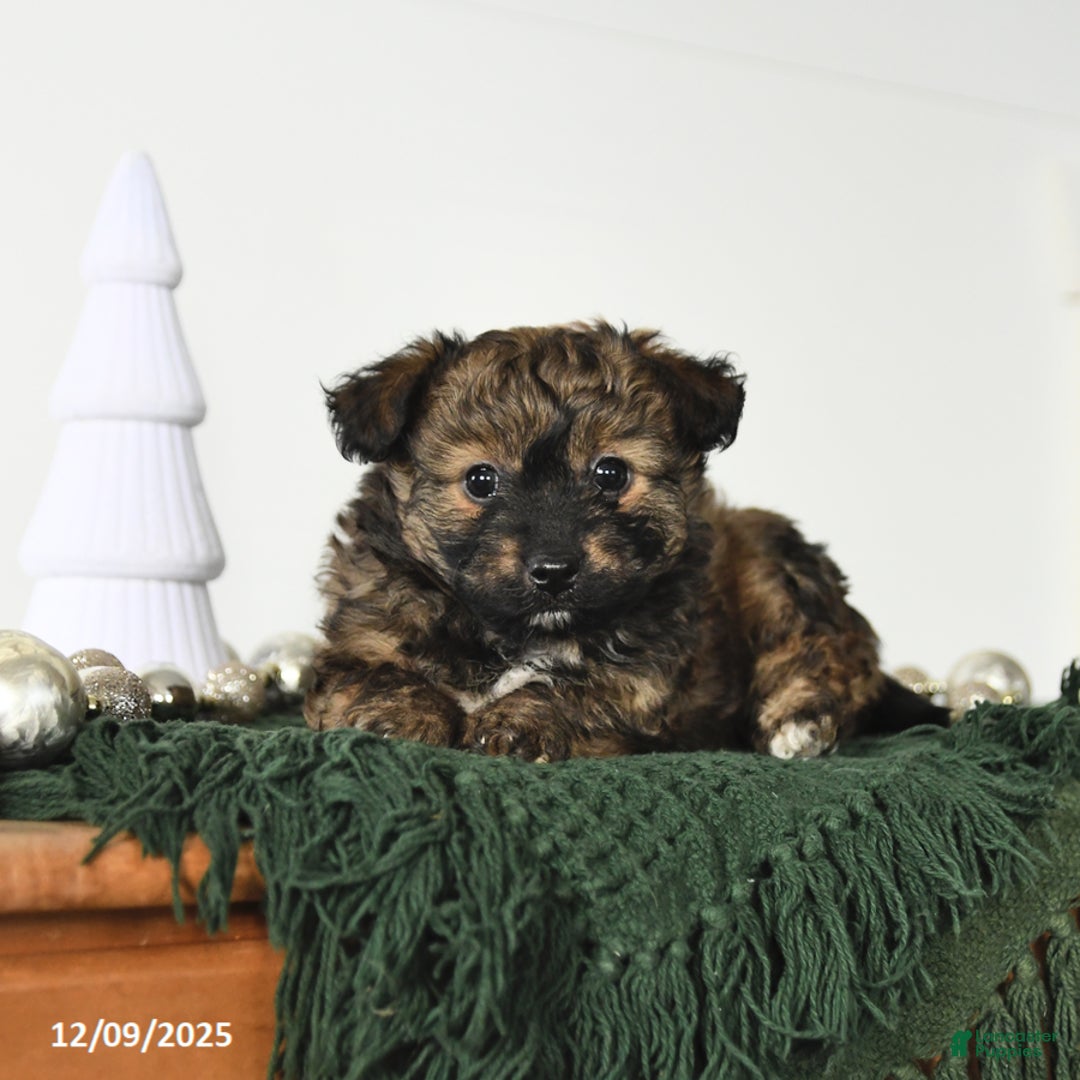 Mixed Breed dogs for sale: Lucy - Ad 3