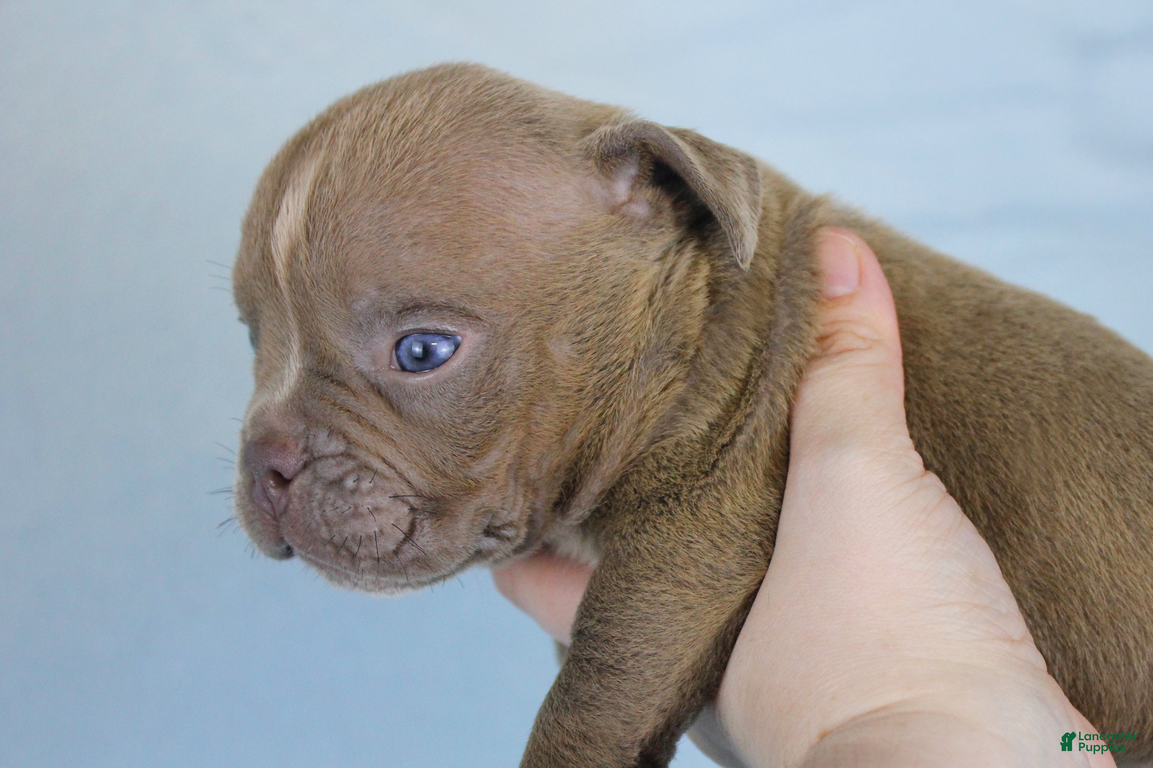 American Bully dogs Lilac Male - Ad 2