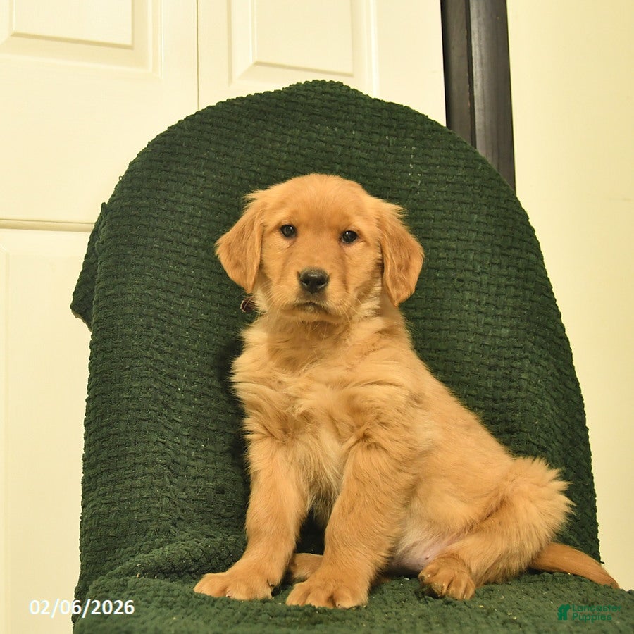 Golden Retriever dogs Bianca - Ad 28