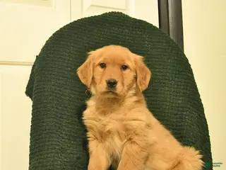 Golden Retriever dogs Bianca - Ad 28