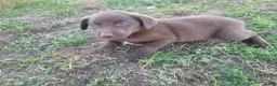 Mixed Breed dogs for sale: Lulu  - Ad 2