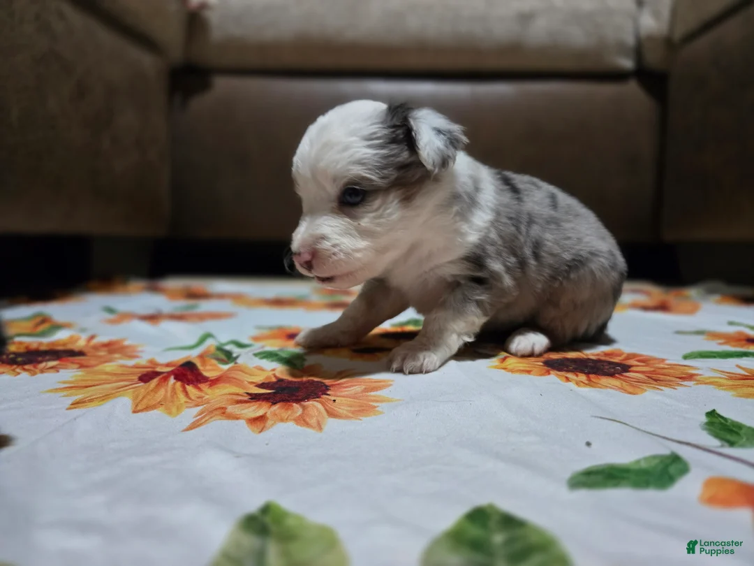 Miniature Australian Shepherd dogs for sale: Miniature Australian Shepherd Puppy 3 - Ad 2