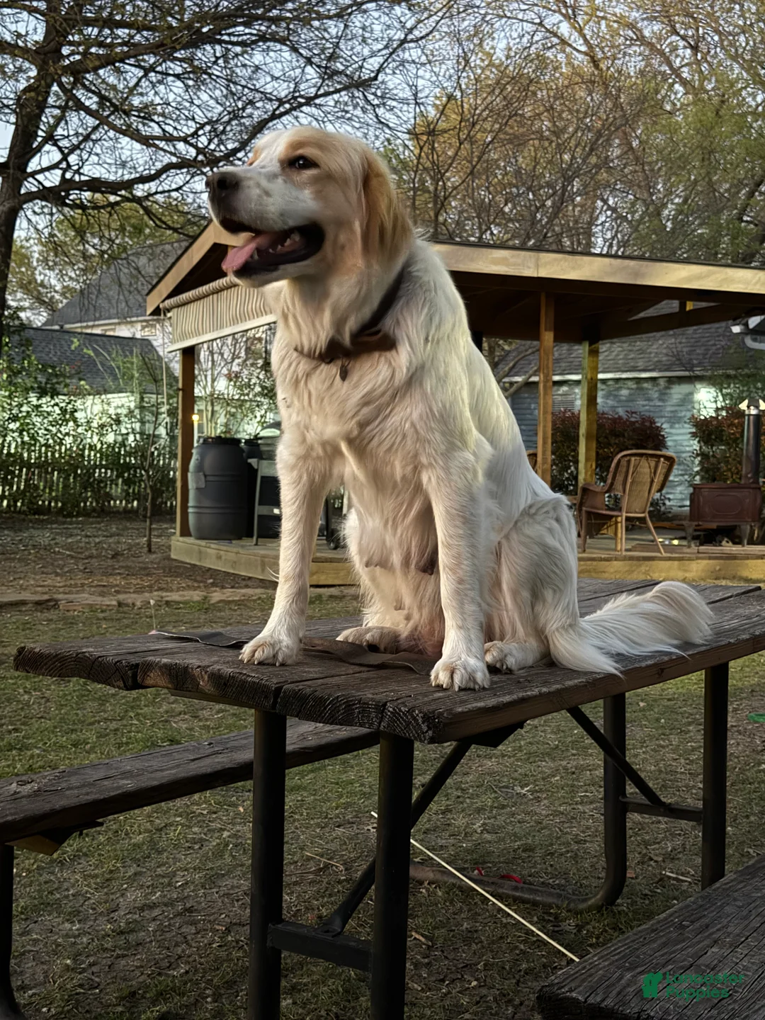 Great Pyrenees dogs for sale: Great Pyrenees Puppy 8 - Elena - Ad 2