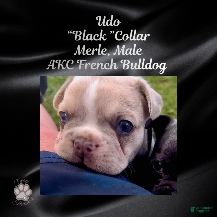 French Bulldog dogs Udo “Black”Collar, Male - Ad 23