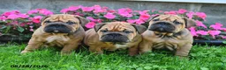 English Bulldog dogs for sale: Captain - Ad 5