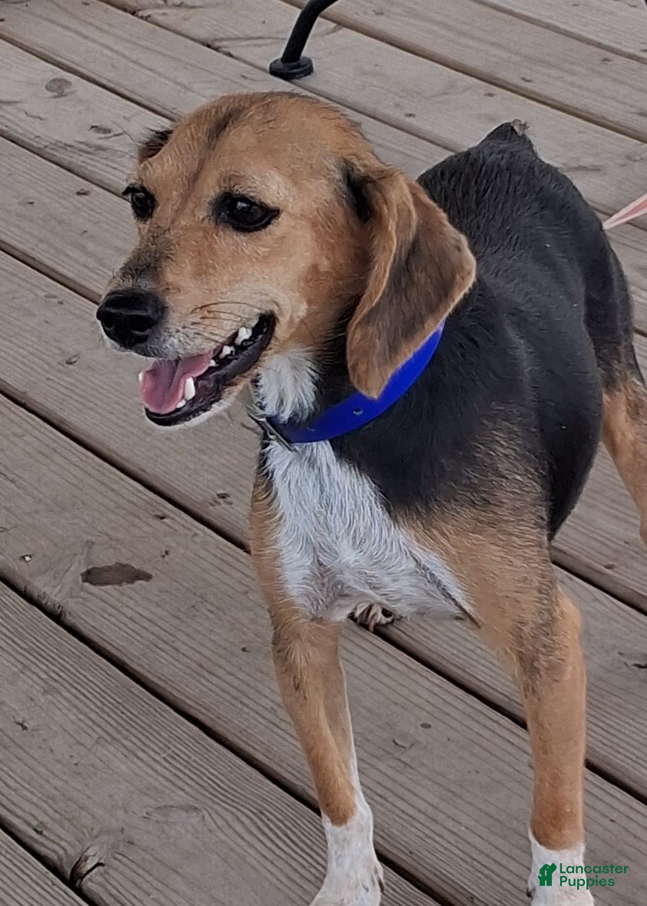 Beagle dogs Timmy - Ad 2