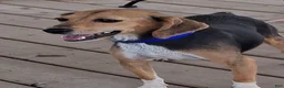Beagle dogs for sale: Timmy - Ad 2