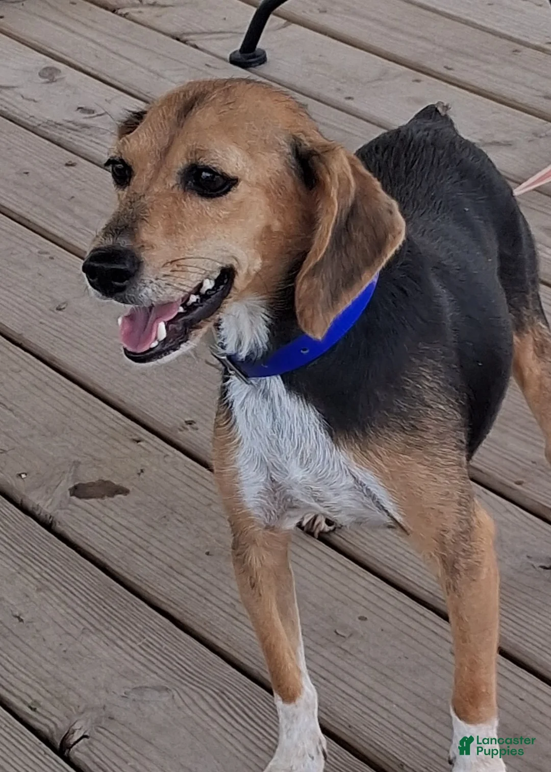 Beagle dogs for sale: Timmy - Ad 2