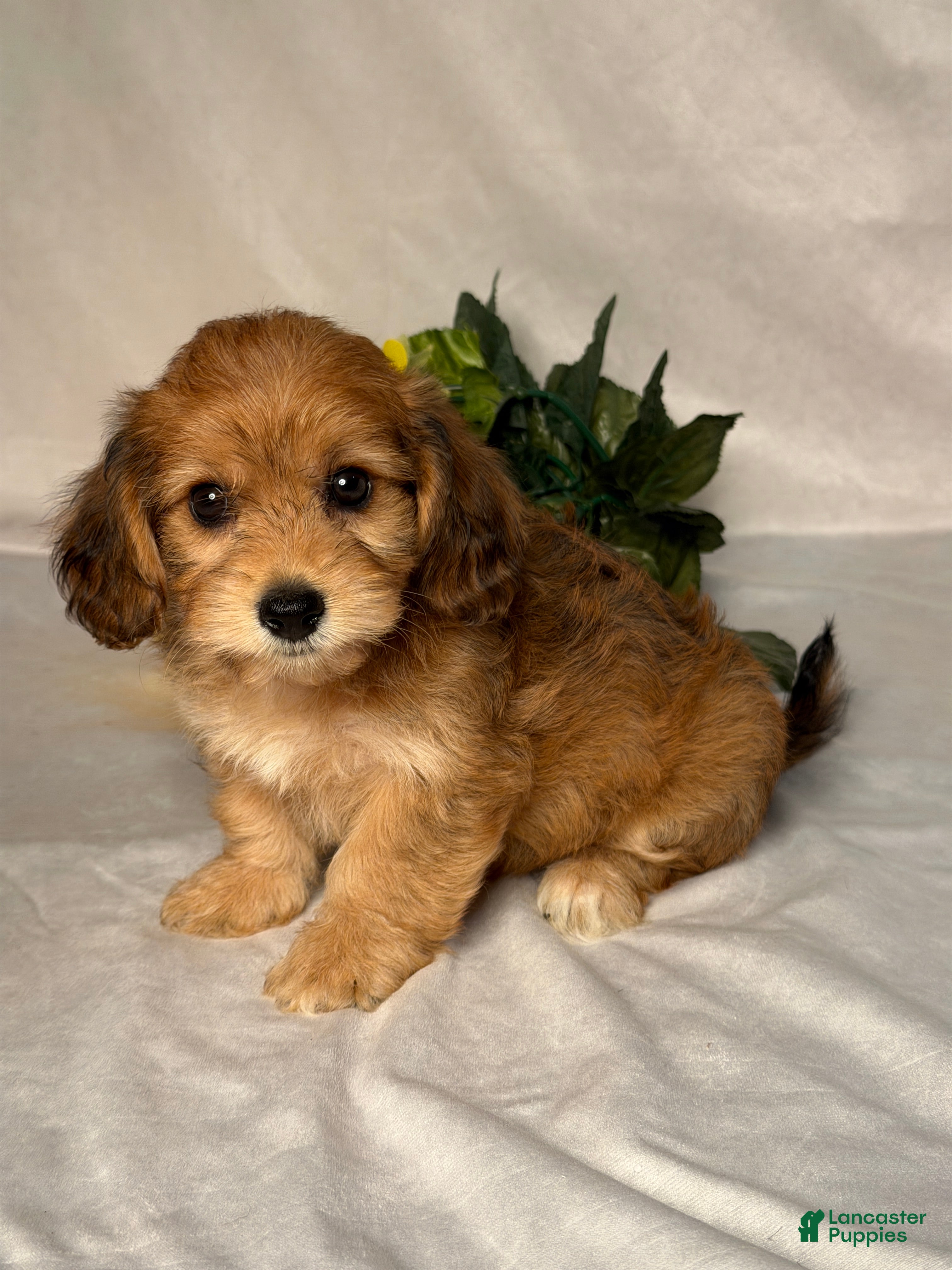 Mixed Breed dogs Autumn  - Ad 2
