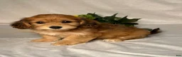 Mixed Breed dogs for sale: Autumn  - Ad 2