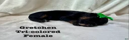 Bernedoodle dogs for sale: Gretchen  - Ad 6