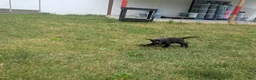 Labrador Retriever dogs for sale: Black Female (Pink) - Ad 6