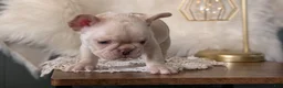 French Bulldog dogs for sale: Jax - Ad 6