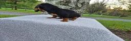 Miniature Dachshund dogs for sale: Remy  - Ad 37
