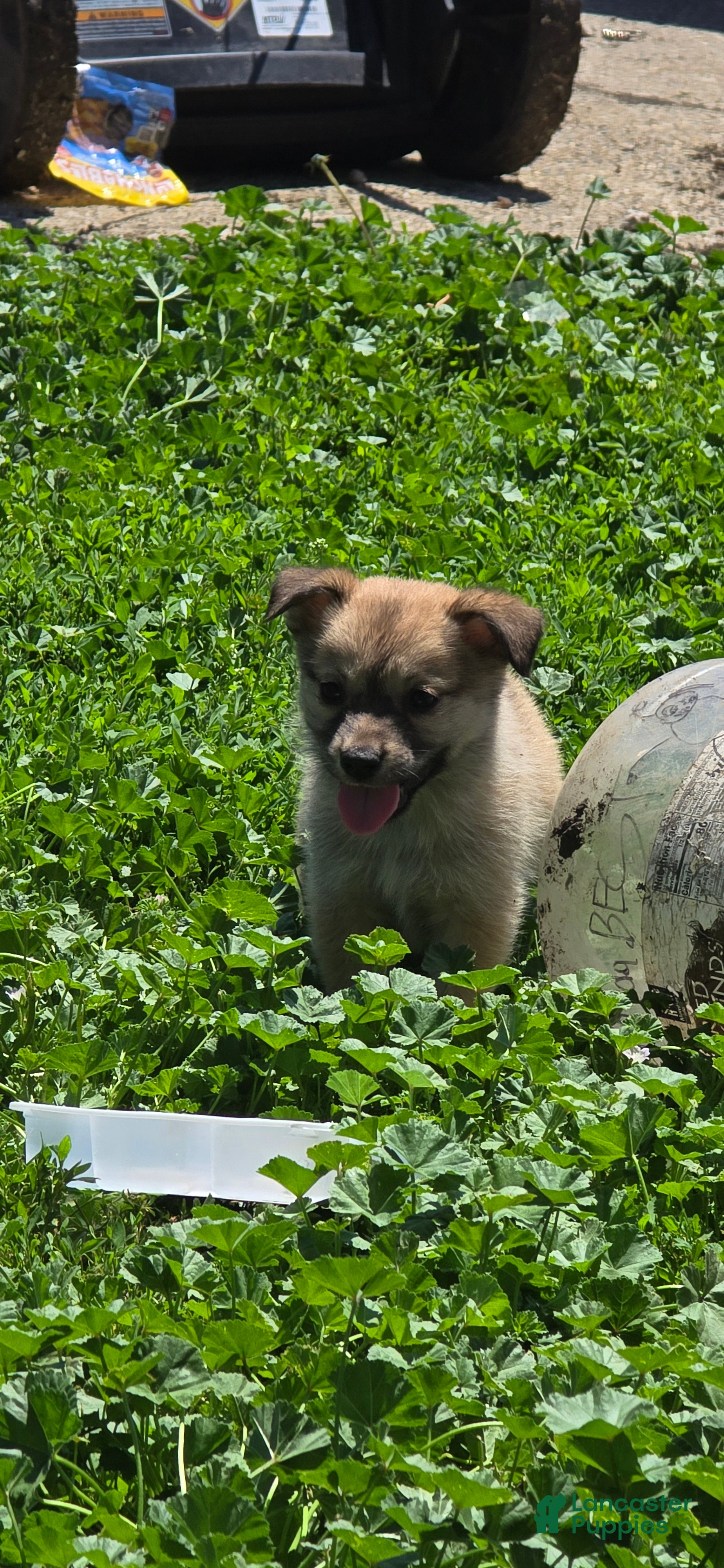 Mixed Breed dogs for sale: Light Brown Girl - Ad 1