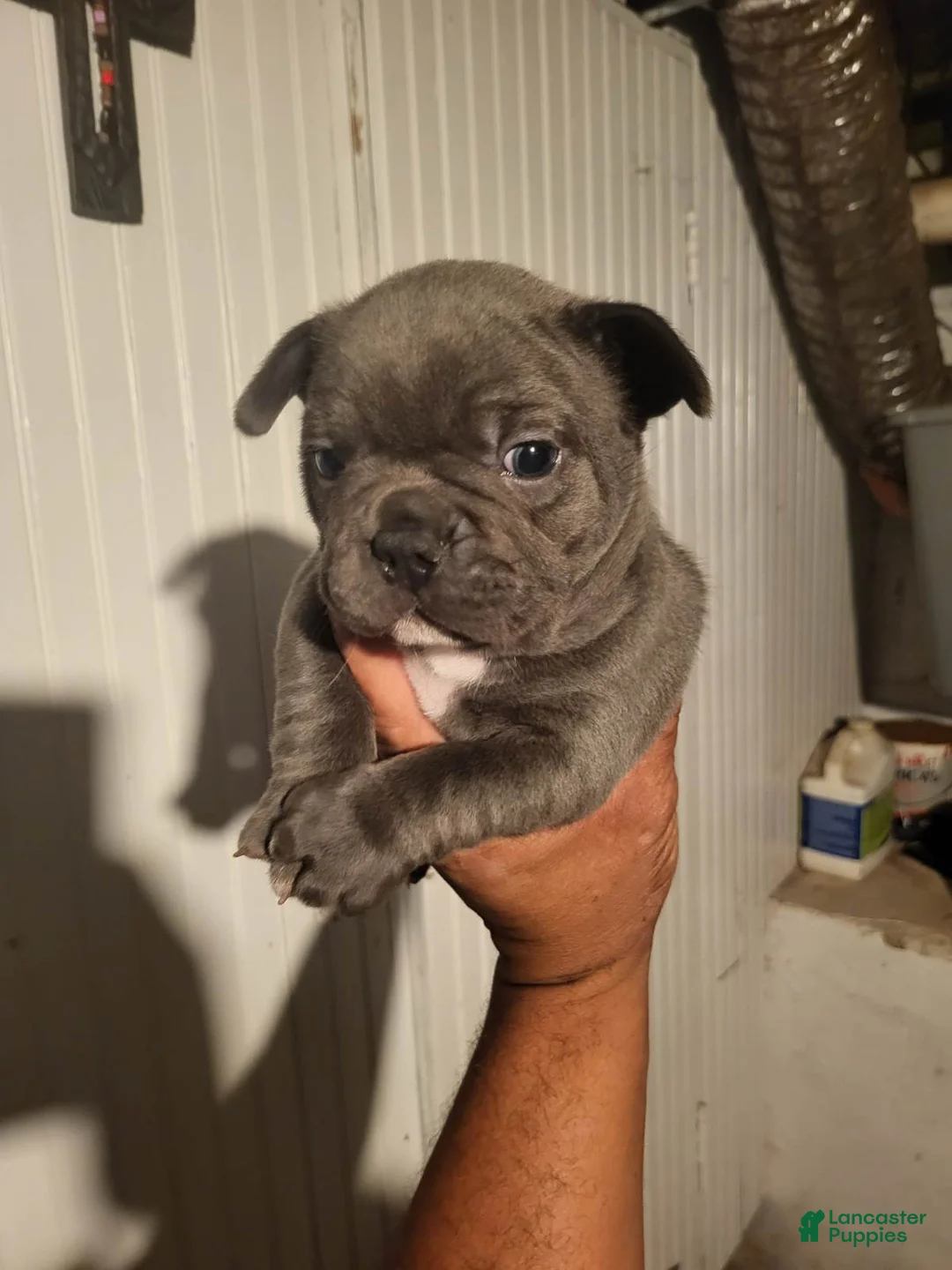 French Bulldog dogs for sale: French Bulldog Boy - Ad 5