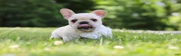 French Bulldog dogs for sale: Allie - Ad 6