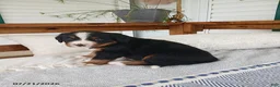 Bernese Mountain Dog dogs for sale: Avery - Ad 5