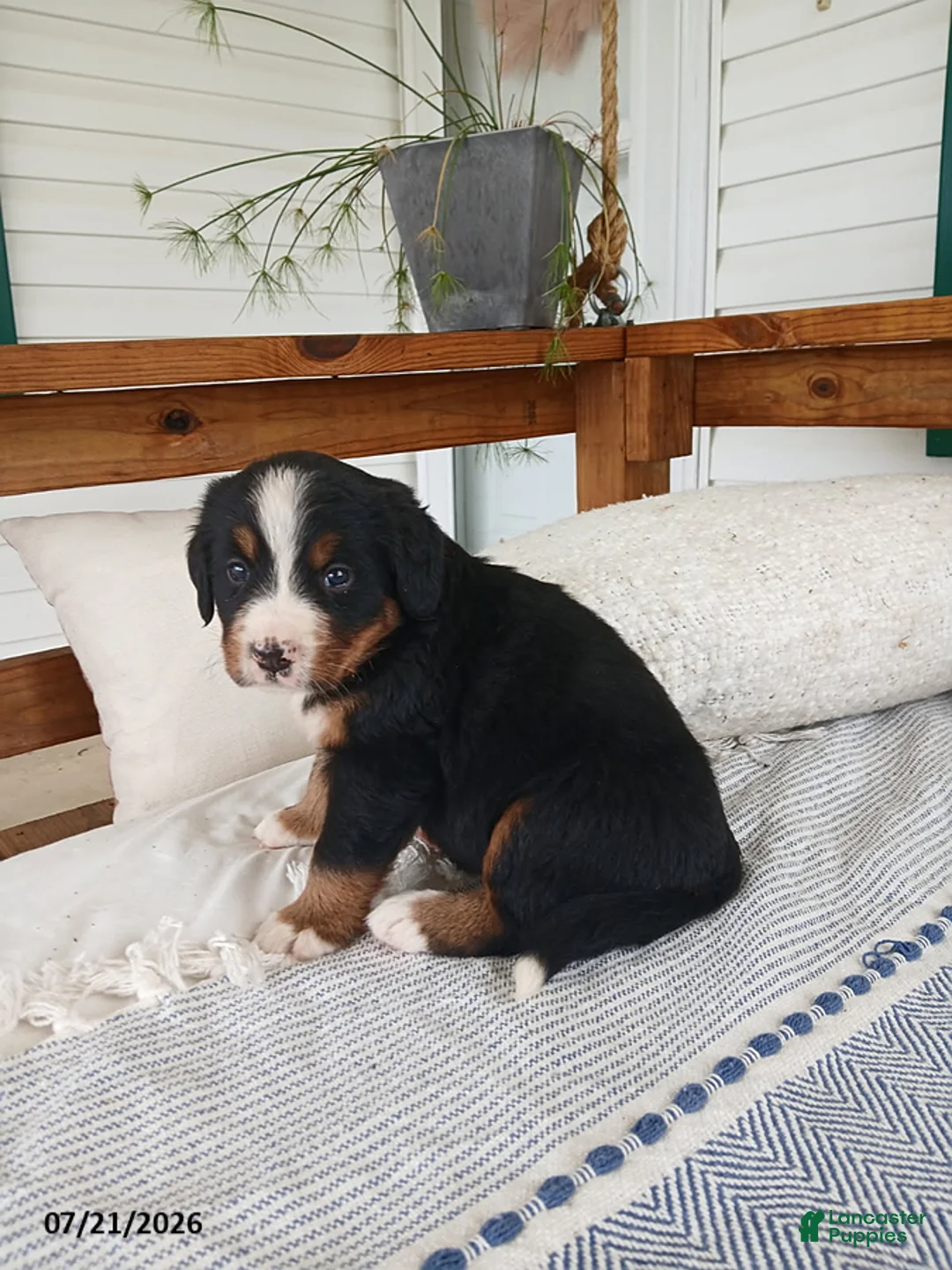 Bernese Mountain Dog dogs for sale: Avery - Ad 5