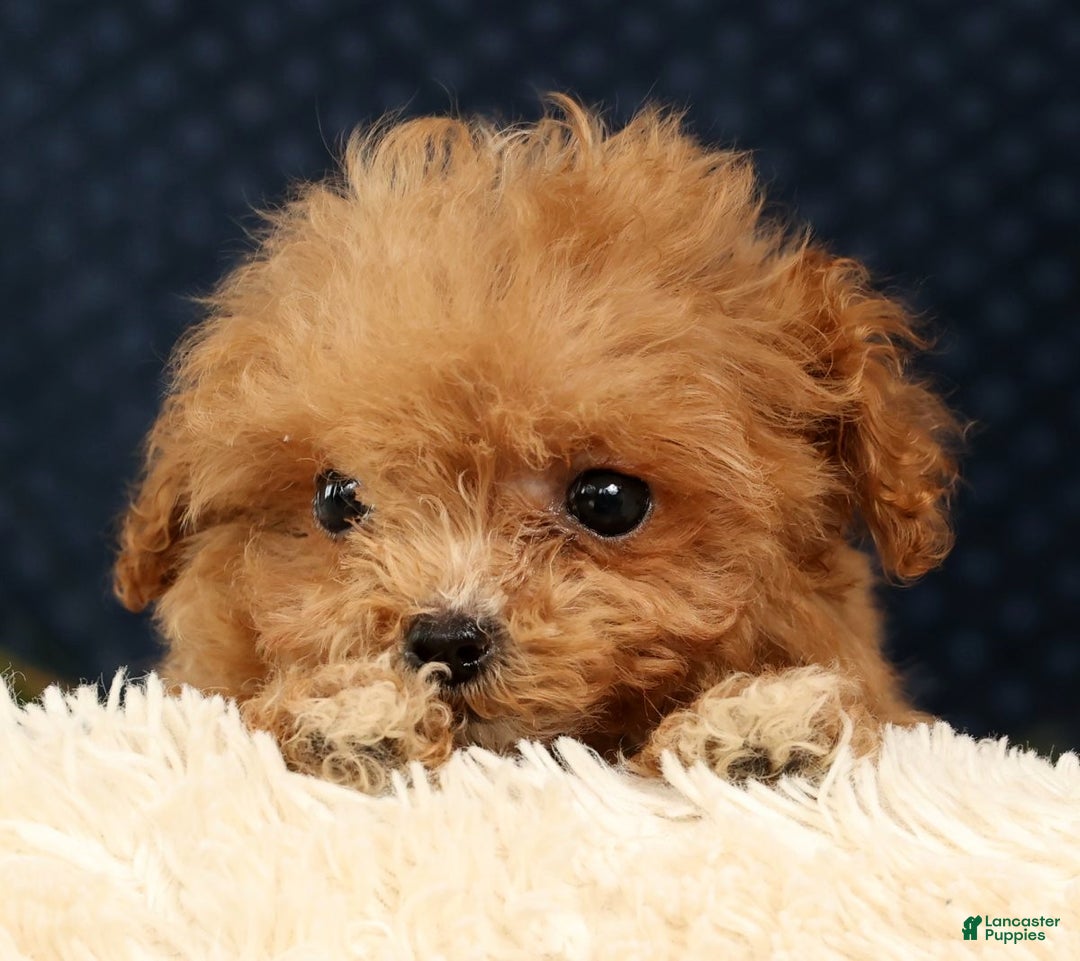 Havapoo dogs for sale: Ulysses - Ad 2