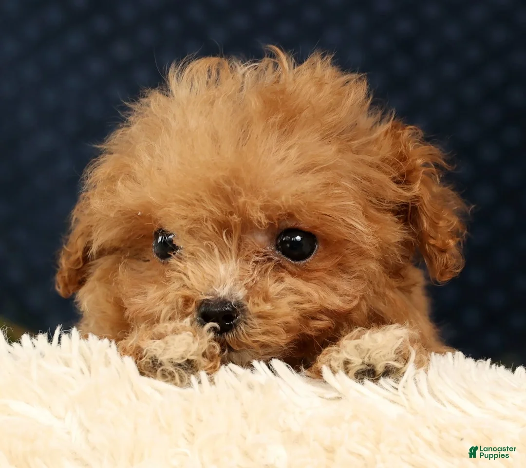 Havapoo dogs for sale: Ulysses - Ad 2