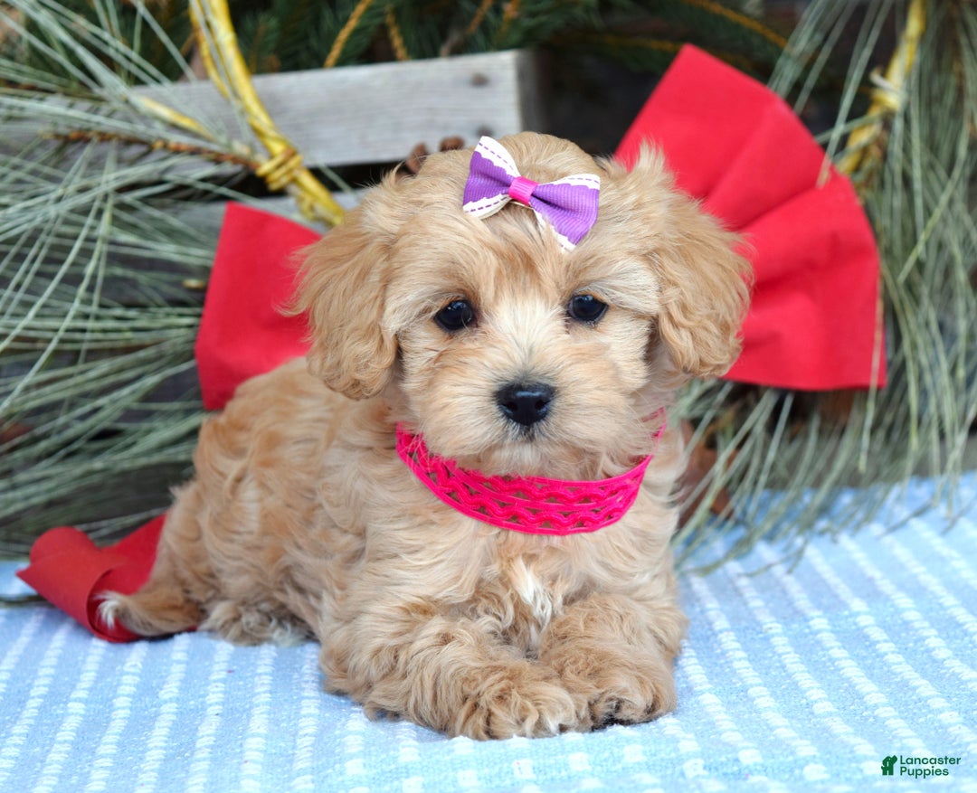 Maltipoo dogs for sale: Lainey - Ad 5
