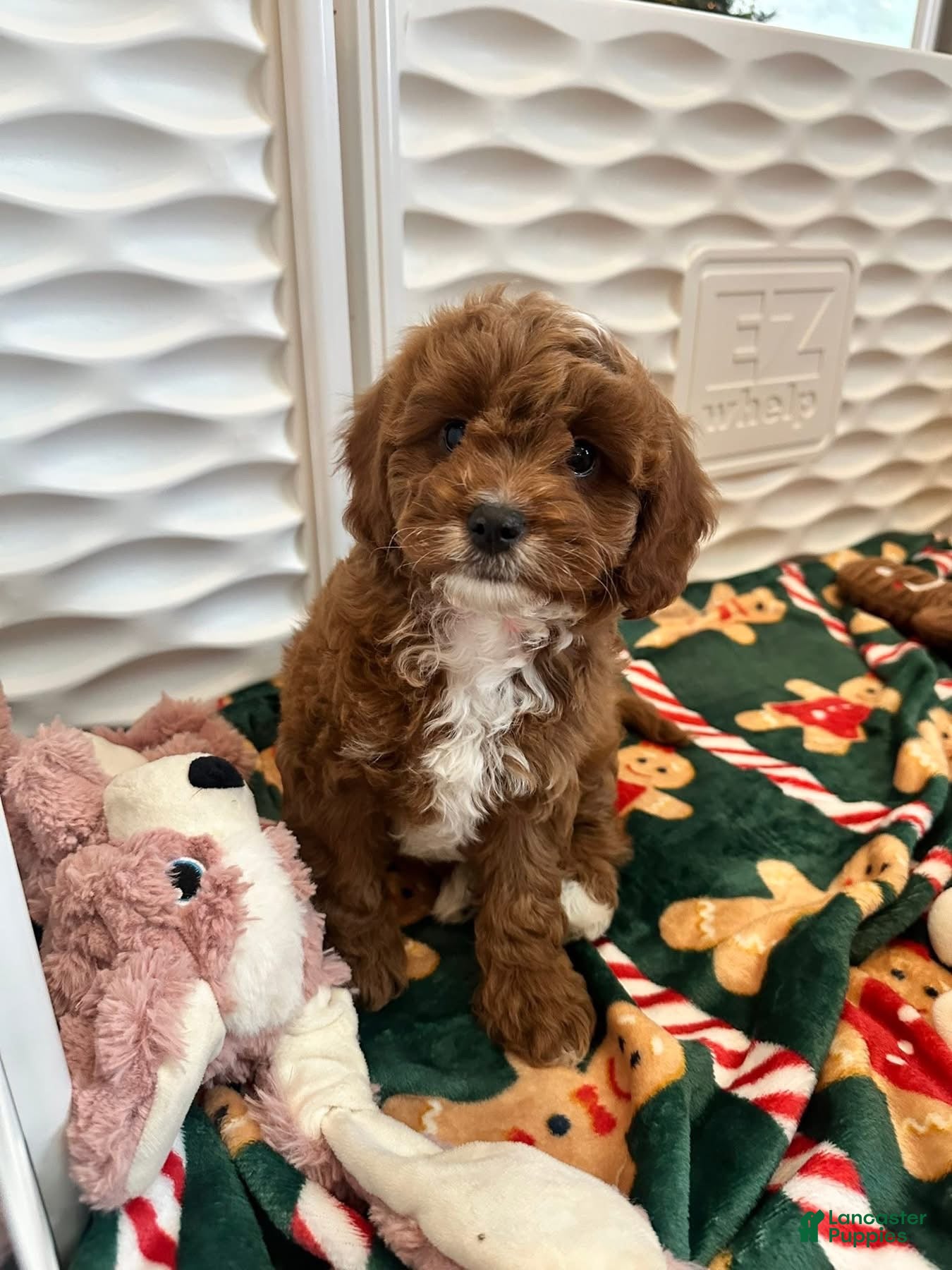 Cavapoo dogs Jeanette - Ad 5