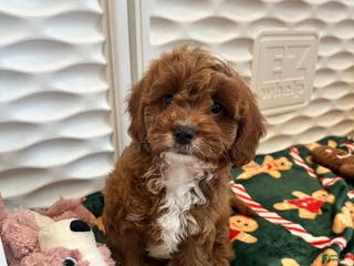 Cavapoo dogs Jeanette - Ad 18