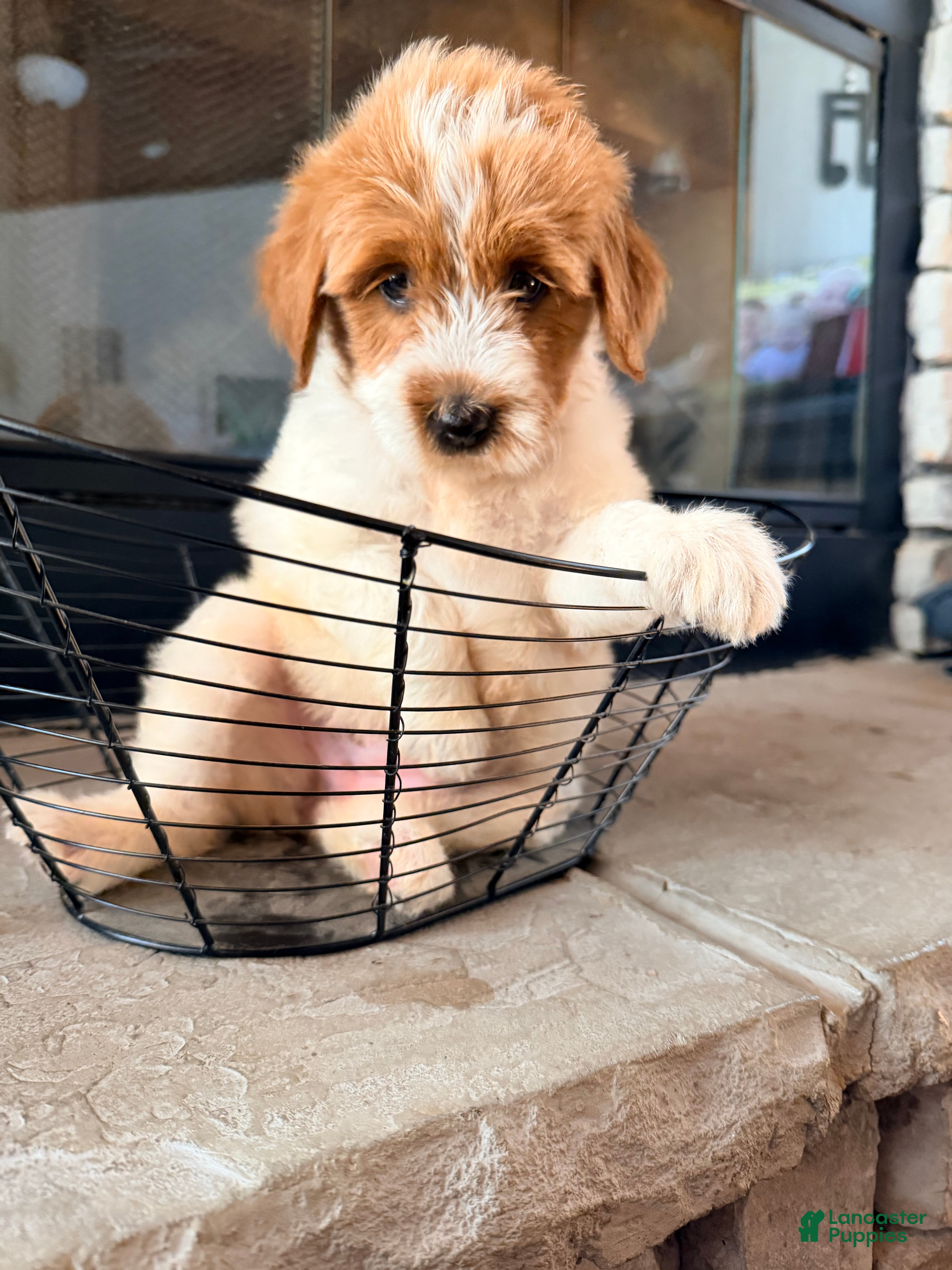 Mini Goldendoodle dogs Mini Goldendoodle 5 - Ad 1