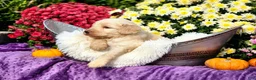 Goldendoodle dogs for sale: Maury - Ad 6
