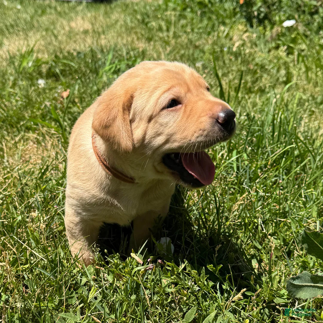 Labrador Retriever dogs for sale: White Collar Puppy 4 - Ad 5