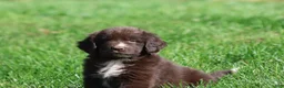Newfoundland dogs for sale: Double Fudge - Ad 3