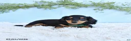 Miniature Dachshund dogs for sale: Rex - Ad 3