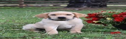 Labrador Retriever dogs for sale: Maddox - Ad 1