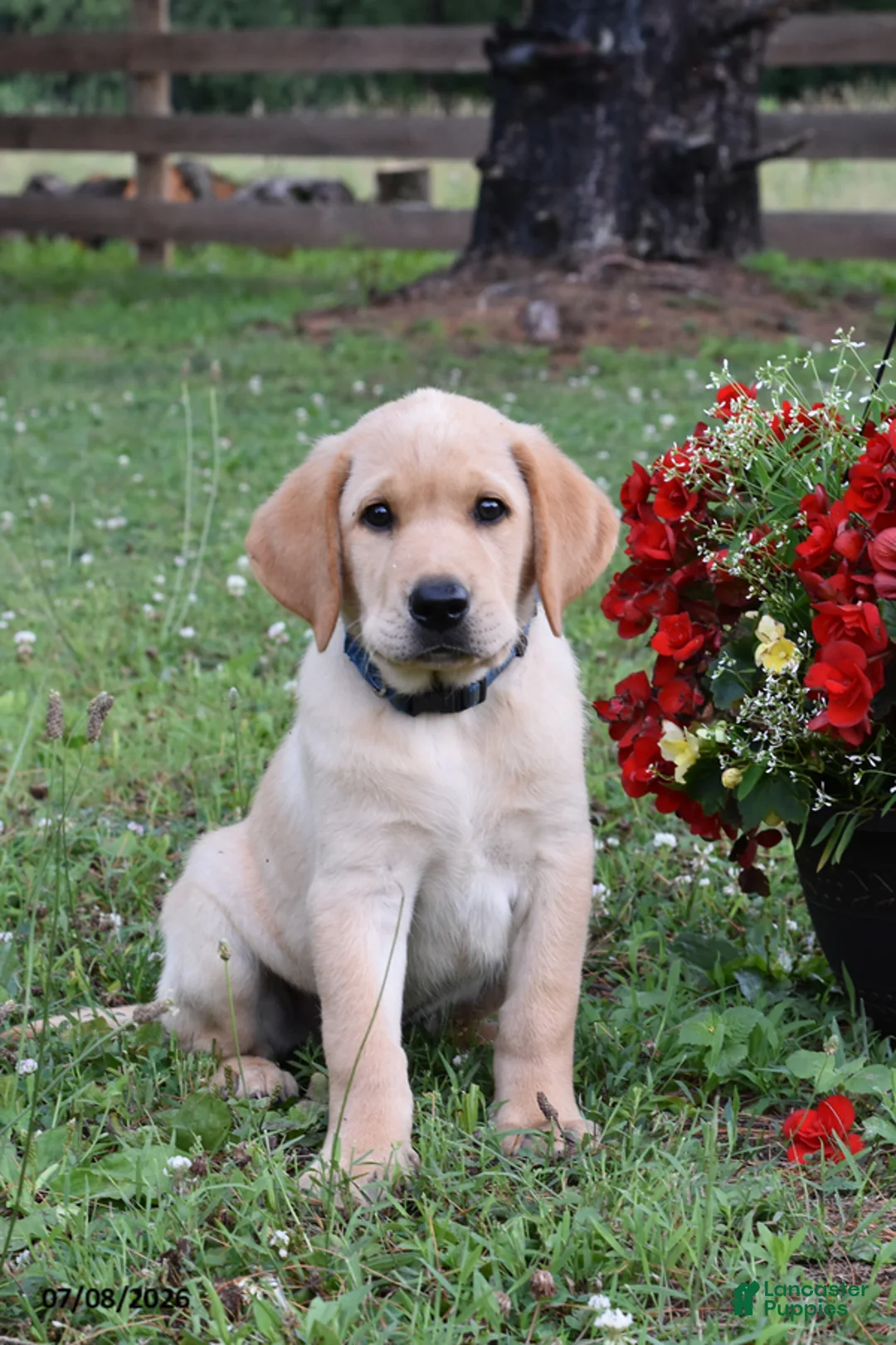 Labrador Retriever dogs for sale: Maddox - Ad 1